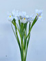 Iris White - 10st