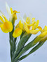 Iris Yellow - 10st