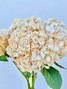 Hydrangea Peach (Tint) - 5st. 