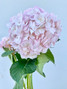 Hydrangea Light Pink  (Tint) - 5st