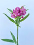 Alstroemerias Purple - 10st