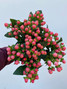 Hypericum Coral - 10st