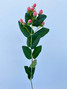 Hypericum Coral - 10st