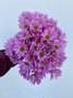 Light Purple Daisy Poms - 5st. 