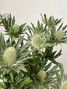 Eryngium White - 5st.