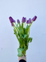 purple tulips wholesale