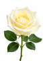 polar star white roses