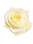 polar star white roses