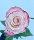 Sweetness Rose - 25st.