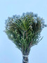 Silver Brunia - 10st +