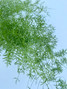 Asparagus ‘Sprengeri’ Fern - 10st.