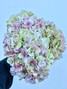 Antique Hydrangea Green Box - 15st. 
