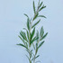 Grevillea Foliage CA-Grown Box  - 20 bu. (160st.)