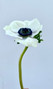 White Anemones - 50st. (5bu.)