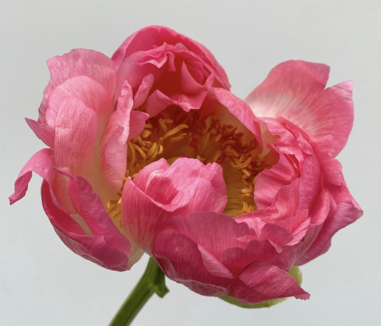 Coral Pink & Citrus  Summer Palette