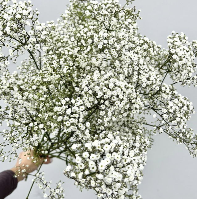 Babys Breath