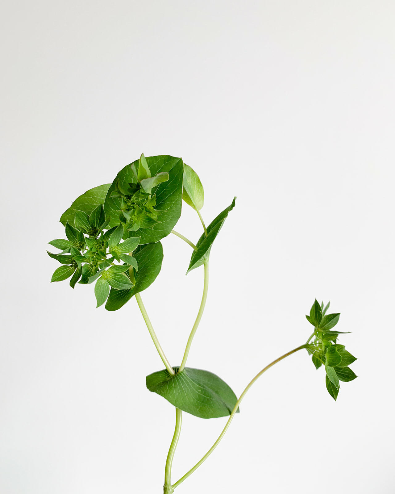 Local American Grown Flowers