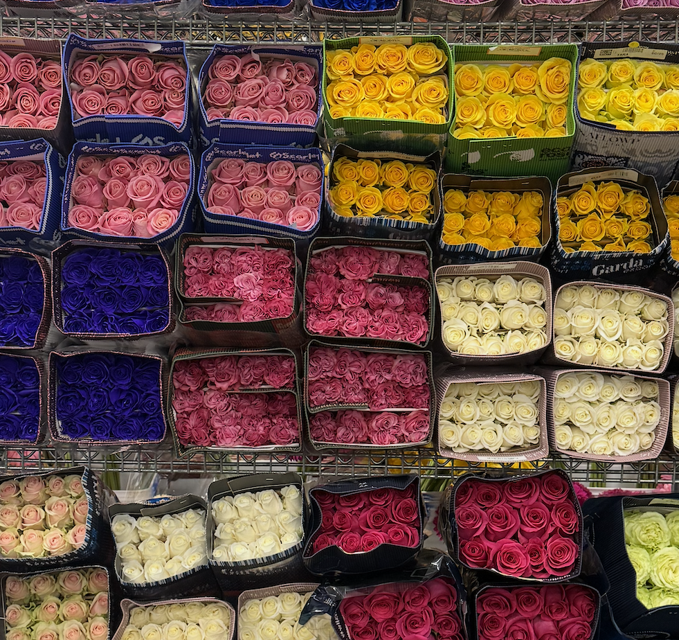 Premium Ecuadorian Rose