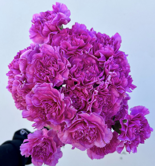 Carnations