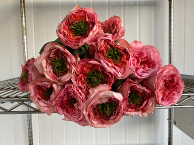 Mandarin X-Pression Garden Roses - 12st. - Ramirez Wholesale