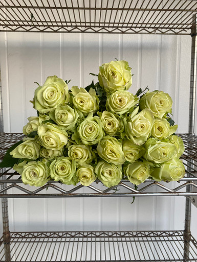 Green Tea Rose - 25st. - Ramirez Wholesale Flowers Inc