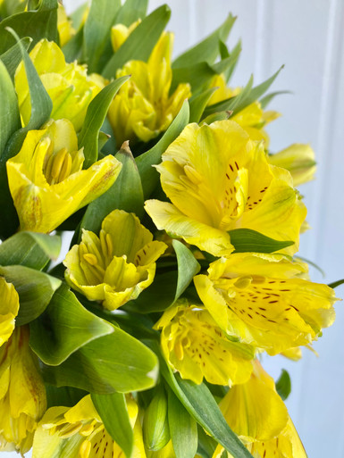 Alstroemerias Yellow - 10st. - Ramirez Wholesale Flowers Inc