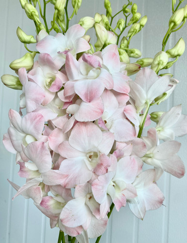Dendrobium Orchid Light Pink - 10st. - Ramirez Wholesale Flowers Inc
