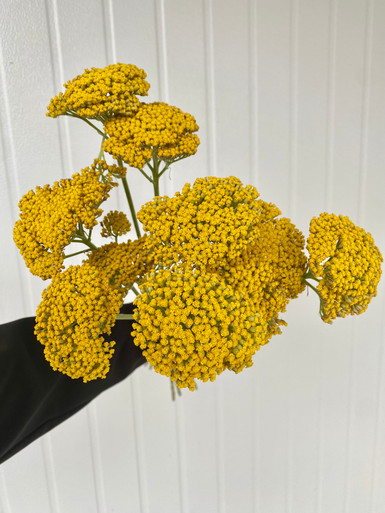 Yarrow Fill Yarrow Filler Yellow - 10st. - Ramirez Wholesale Flowers Inc