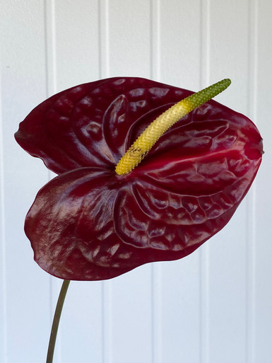 Anthurium Yellow Bell × Red Chocolate② 希少】Anthurium Yellow Bell × Red Chocolate②│観葉植物