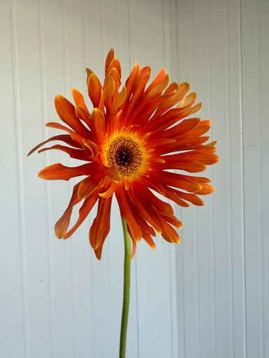 Glass Studio Toos 百華 Vermillion オレンジ Glass Studio Toos 百華 Vermillion オレンジ