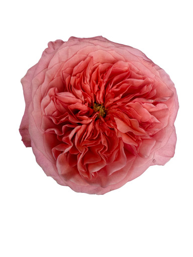Pink X-Pression Roses - 25st. - Ramirez Wholesale Flowers Inc
