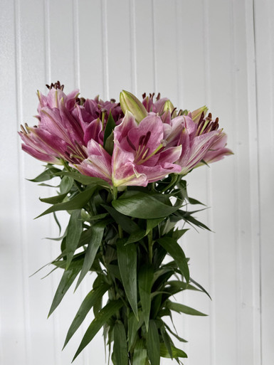 Oriental Lilies Corvette - 10st. - Ramirez Wholesale Flowers Inc