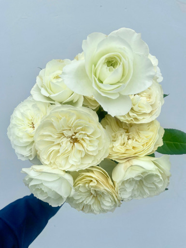 Lionora White Roses Leonora Garden Rose CA-Grown - 12 stems