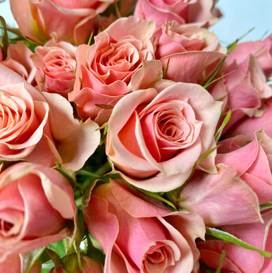 rose rose✨ Spray Rose Ilse - 10st - Ramirez Wholesale Flowers Inc