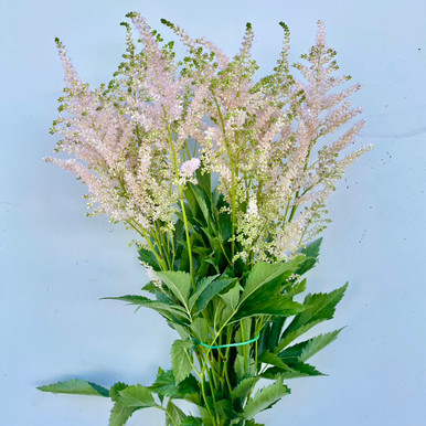 Astilbe Light Pink - 10st - Ramirez Wholesale Flowers Inc