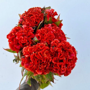 Coxcomb Red - 5st. - Ramirez Wholesale Flowers Inc