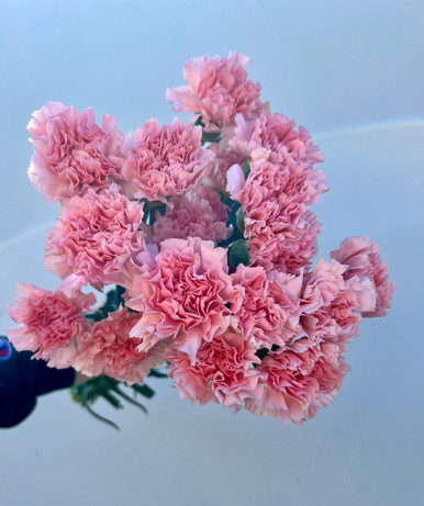 Pink Carnation - 25st - Ramirez Wholesale Flowers Inc