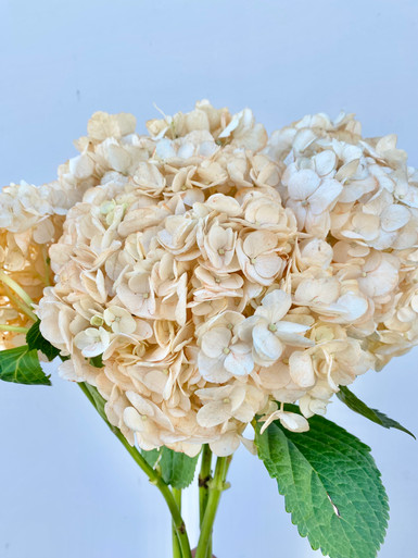 Hydrangea Peach (Tint) - 5st. - Ramirez Wholesale Flowers Inc