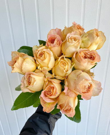 Kaman Roses Caramel Antike Garden Rose (Ca-Grown) - 12st. - Ramirez Wholesale ...