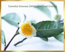 camellia-sinensis-1.png