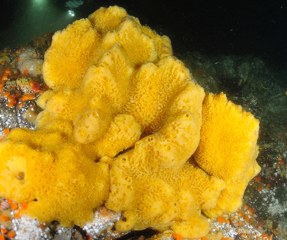 sea-spongilla-4.png