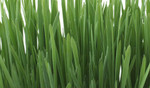 ​All You Need to Know About Wheatgrass