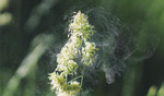 ​The Solution to Dust Mite Allergies and Hayfever