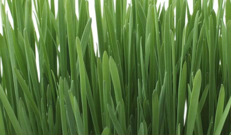 ​All You Need to Know About Wheatgrass
