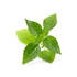 Veritable Thai Basil Lingots® (VLIN-O10-Bas00D)