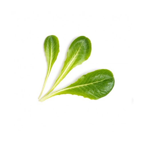 Veritable Romaine Lettuce Lingots® Juicers.ie