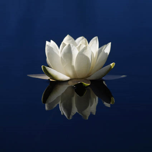 SY- Serenity (Water Lily)
