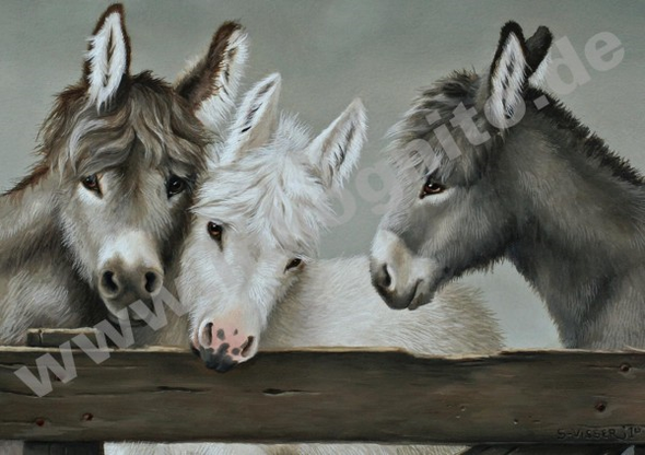 Trio of Donkeys