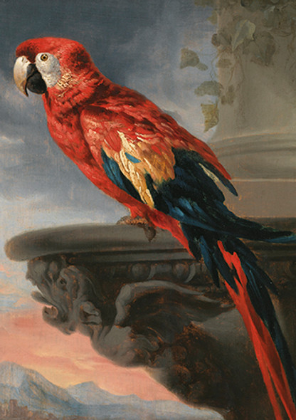 The Courtauld- Peter Paul Rubens Parrot