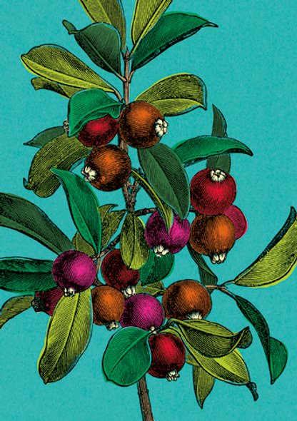 Vivid Vintage - Wild Berries